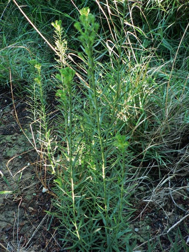 e-galatella-linosyris-5