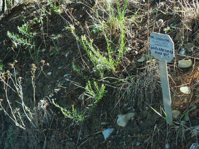 e-galatella-linosyris-6