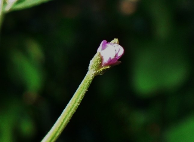 Epilobium (3)