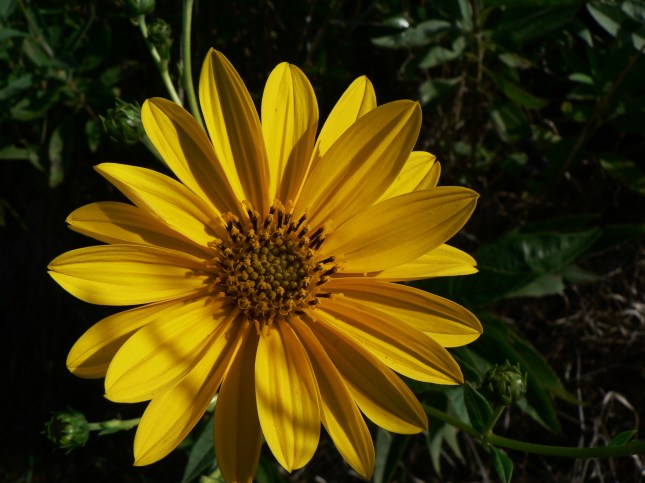 f-helianthus-tuberosus-10