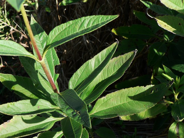 f-helianthus-tuberosus-12