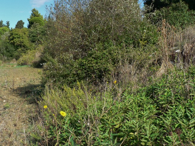 f-helianthus-tuberosus-13