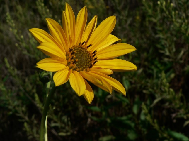 f-helianthus-tuberosus-14