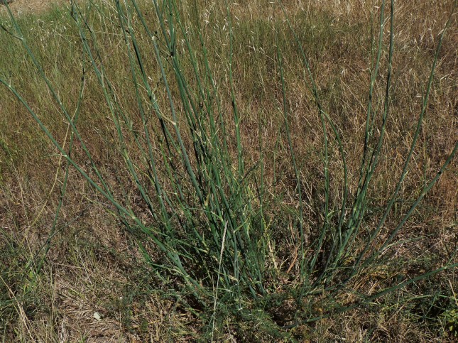 Foeniculum vulgare (1)