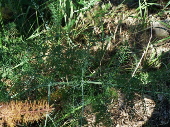 Foeniculum vulgare (2)