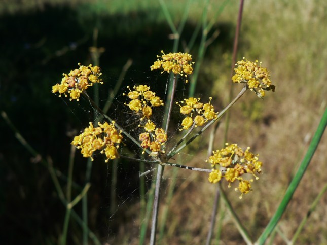 Foeniculum vulgare (3)