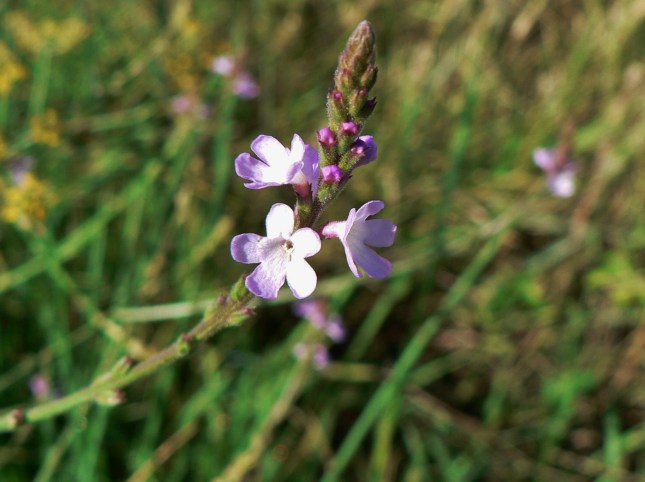 g-verbena-officinalis-5