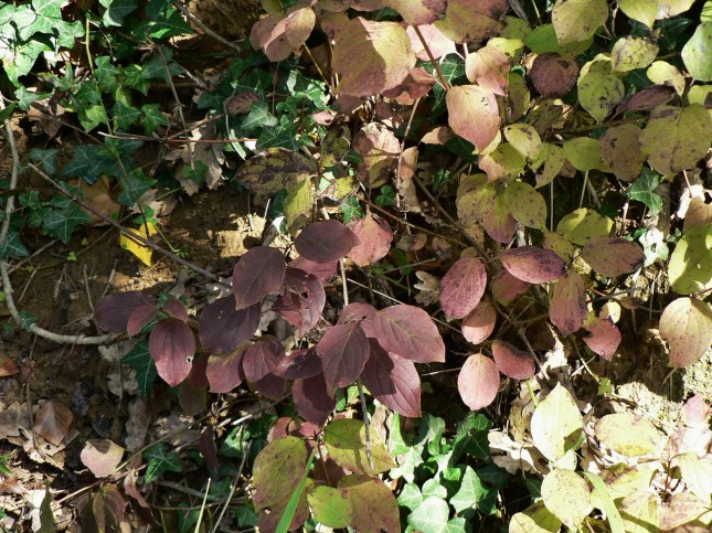 h-cornus-sanguinea-4