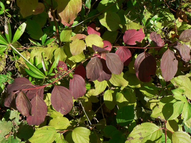 h-cornus-sanguinea-5