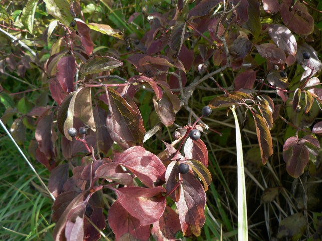 h-cornus-sanguinea-6