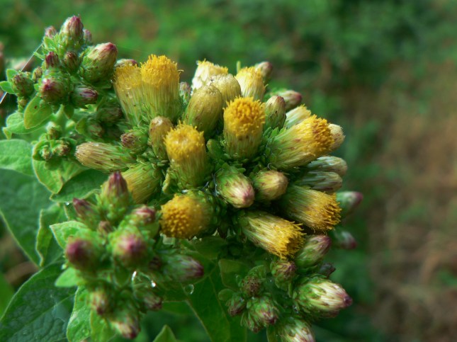 Inula conyzae