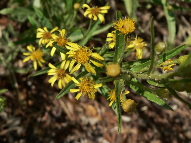inula-viscosa-3