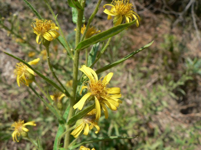 inula-viscosa-4
