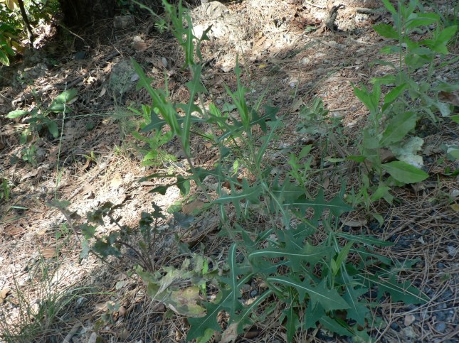 Lactuca serriola (1)