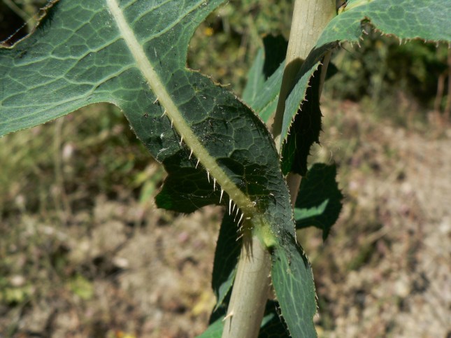 Lactuca serriola (10)