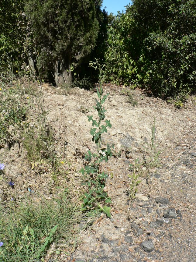 Lactuca serriola (2)
