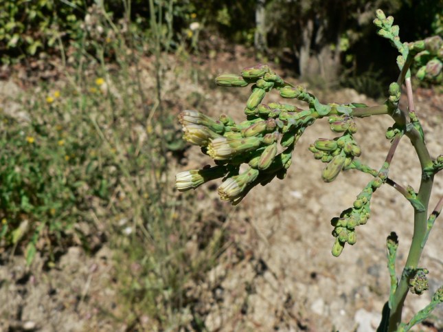 Lactuca serriola (5)