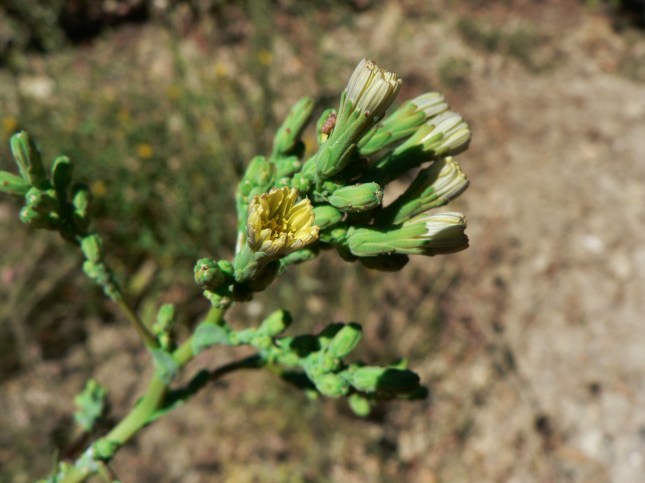 Lactuca serriola (6)