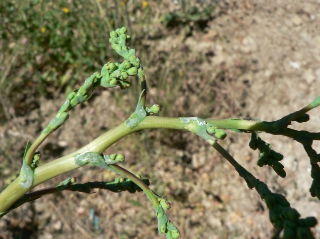 Lactuca serriola (7)