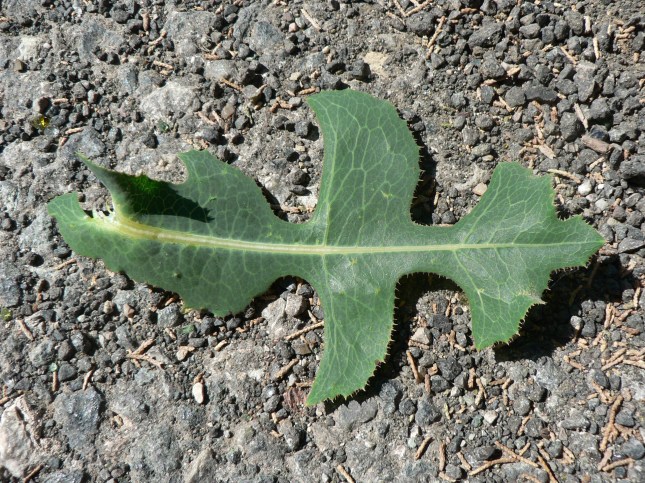 Lactuca serriola (8)