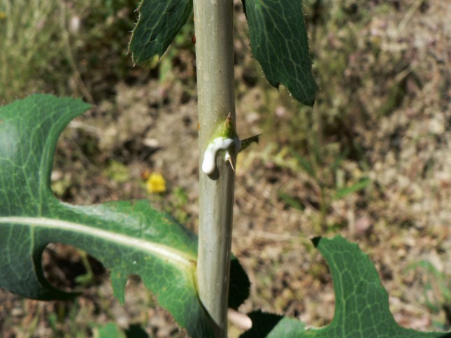 Lactuca serriola (9)