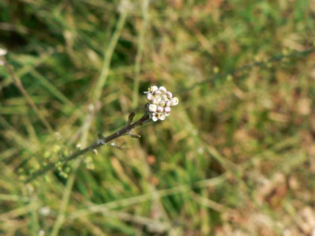 Lepidium graminifolium (1)
