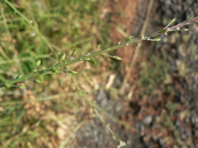 Lepidium graminifolium (2)
