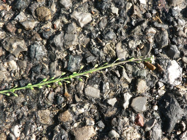 Lepidium graminifolium (3)