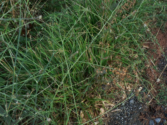 Lepidium graminifolium (5)