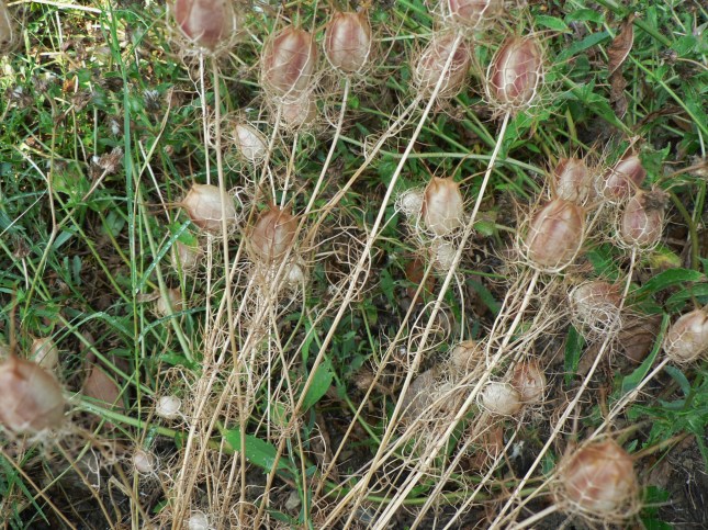 Nigella damascena (1)
