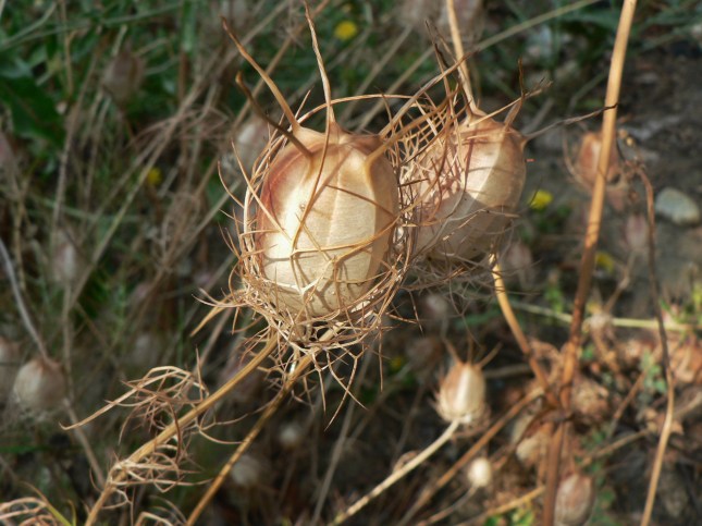 Nigella damascena (2)