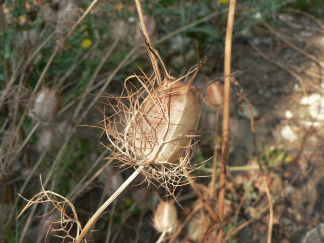 Nigella damascena (3)
