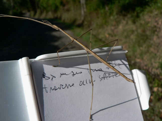 ospite-sui-miei-appunti