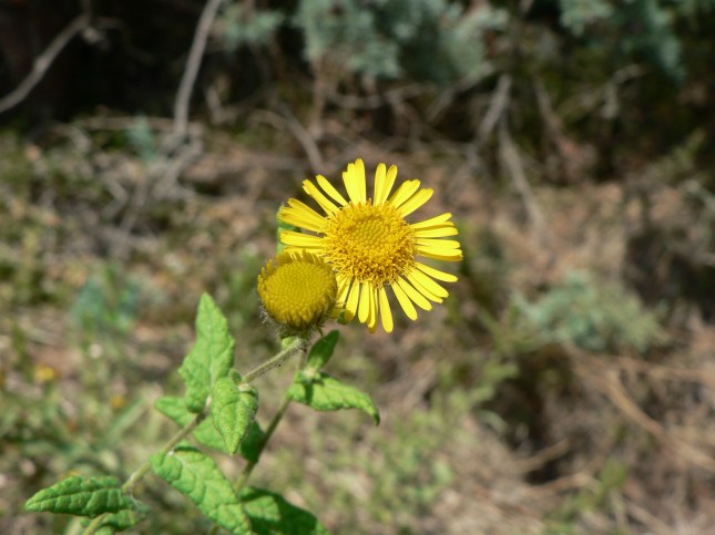 pulicaria-disenterica-1