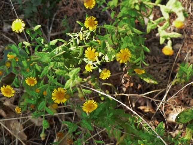 pulicaria-disenterica-3