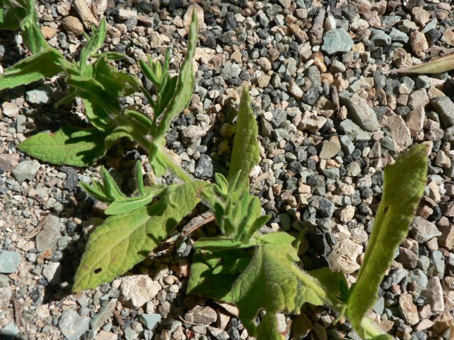 Pulicaria dysenterica (1)