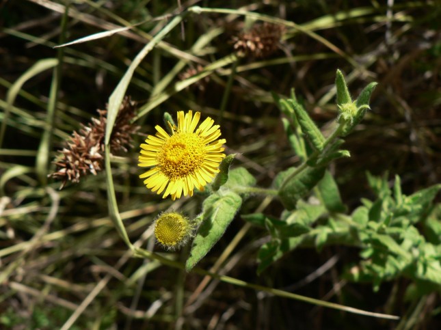Pulicaria dysenterica (2)