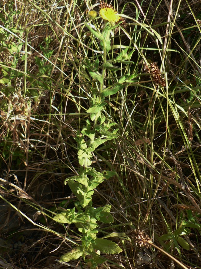 Pulicaria dysenterica (3)