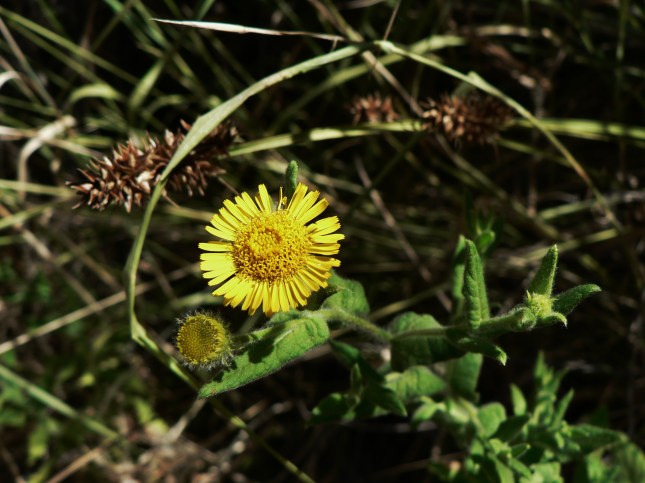 Pulicaria dysenterica (4)