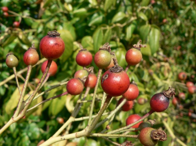 rosa-arvensis-1