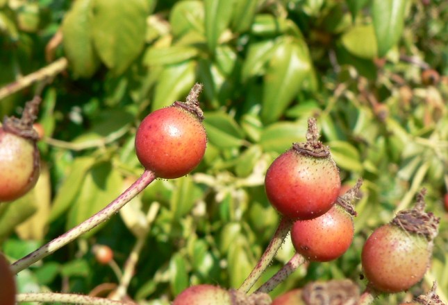 rosa-arvensis-3