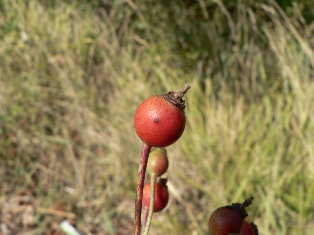 rosa-arvensis-4