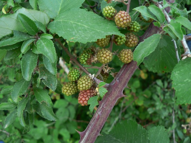 Rubus fruticosus (1)