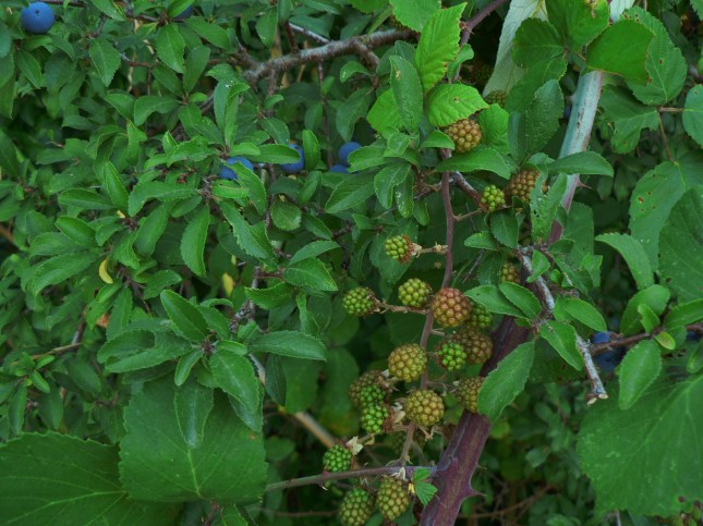 Rubus fruticosus (2)