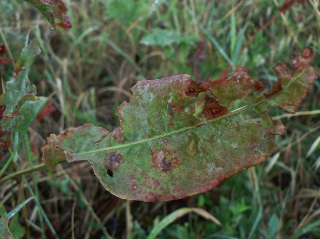 Rumex crispus (1)