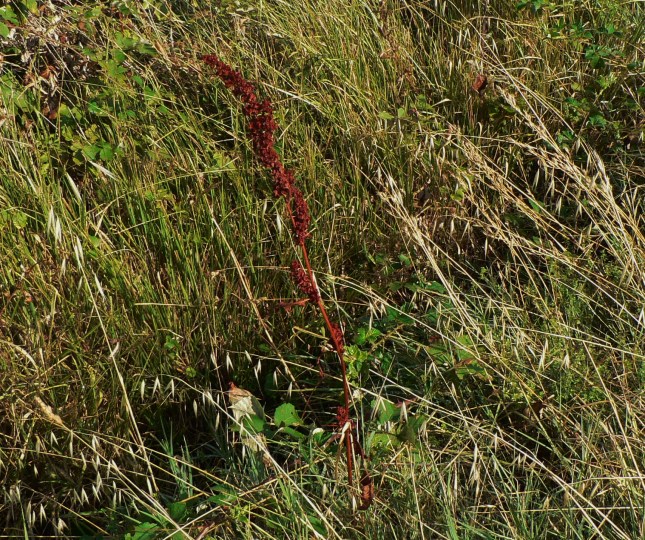 Rumex crispus (2)