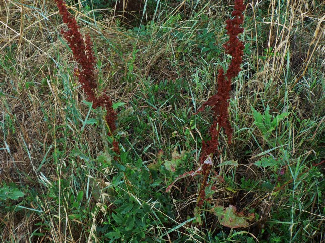 Rumex crispus (3)