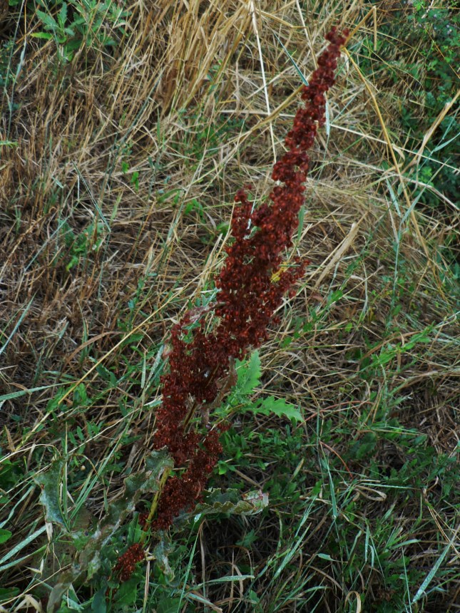 Rumex crispus (4)