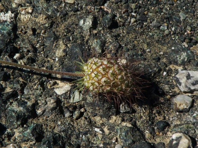Scabiosa columbaria