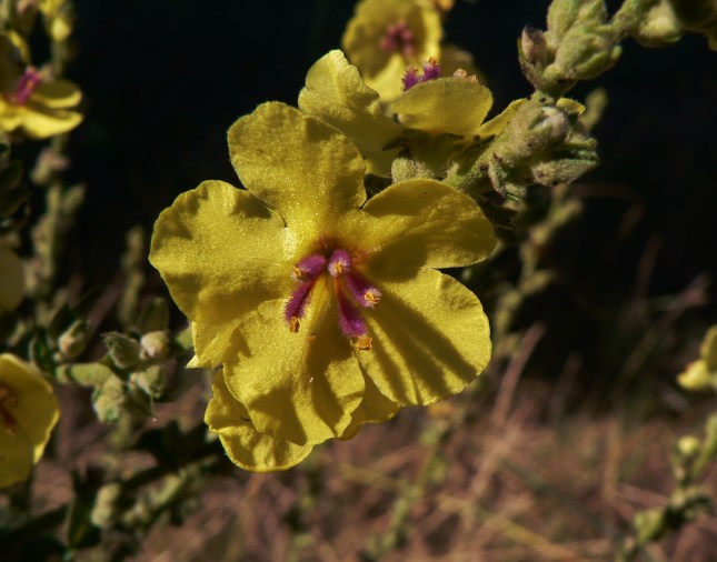 Verbascum sinuatum (1)